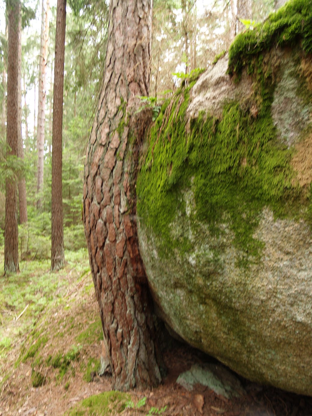 OLYMPUS DIGITAL CAMERA